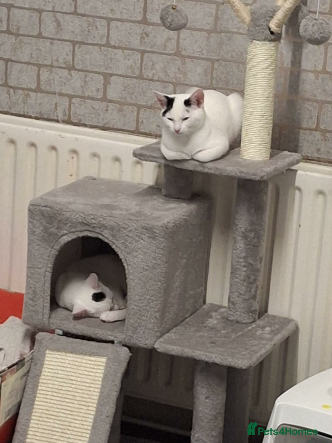 Mixed Breed cats for sale: 2 beautiful sisters - Advert 6