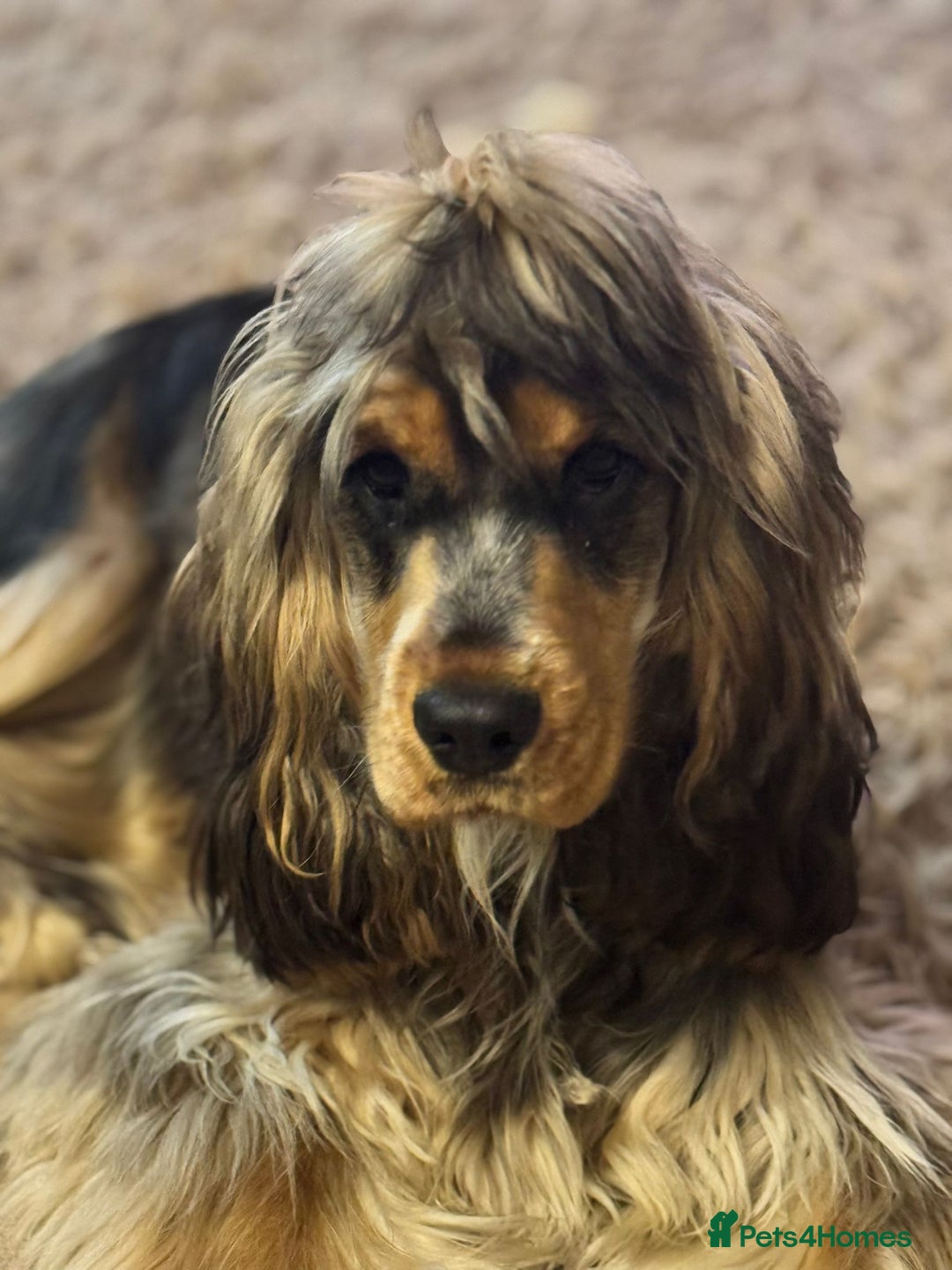 Cockapoo dogs for sale:  Black sable Show cocker/cockerpoo puppies  - Advert 1