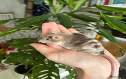 Mouse rodents for sale: Fancy Mice for Sale - Image 2