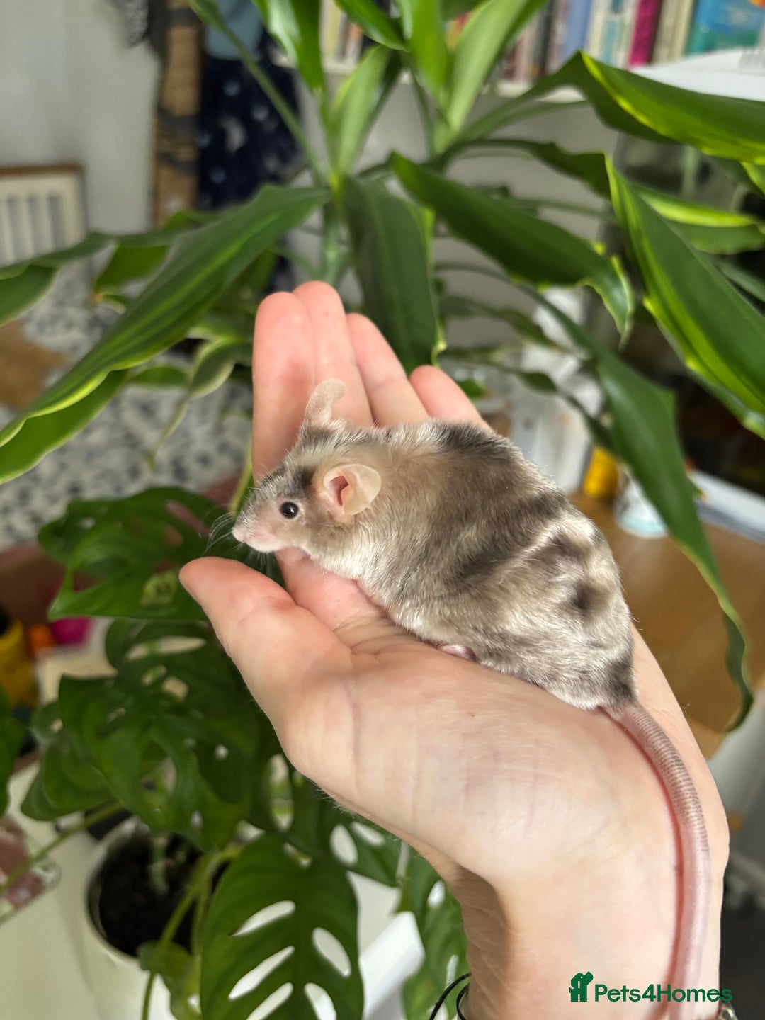 Mouse rodents for sale: Fancy Mice for Sale - Image 2