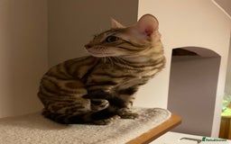 Bengal cats for sale:  Beautiful Bengal ready to reserve - Image 24