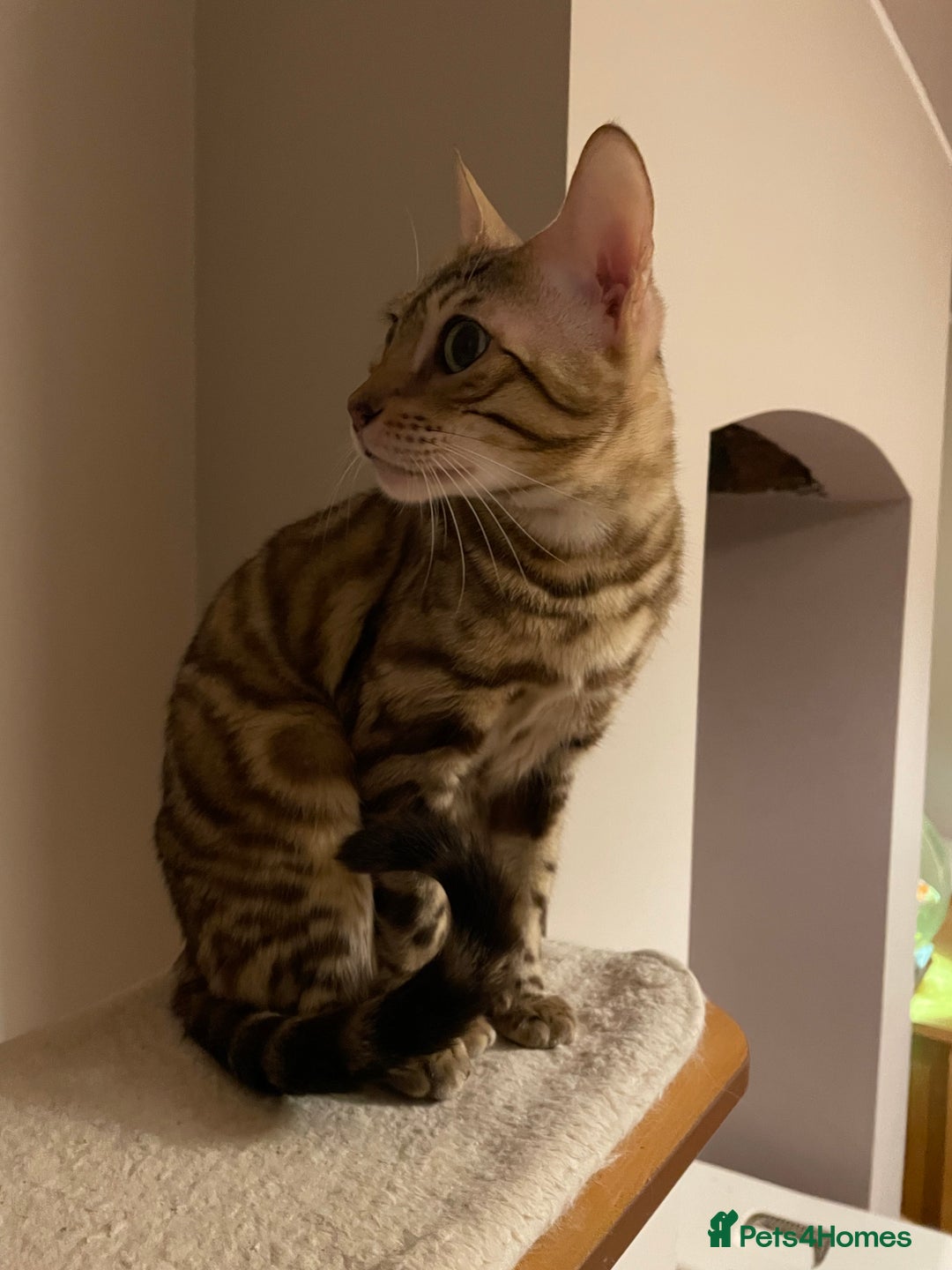 Bengal cats for sale:  Beautiful Bengal ready to reserve - Image 24