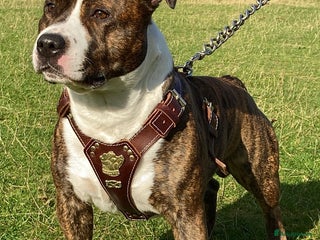 Staffordshire Bull Terrier dogs in Leicester - Advert 18