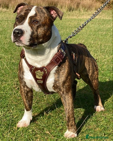 Staffordshire Bull Terrier dogs Legacy’s Spartan Available For Stud in Leicester - Advert 1