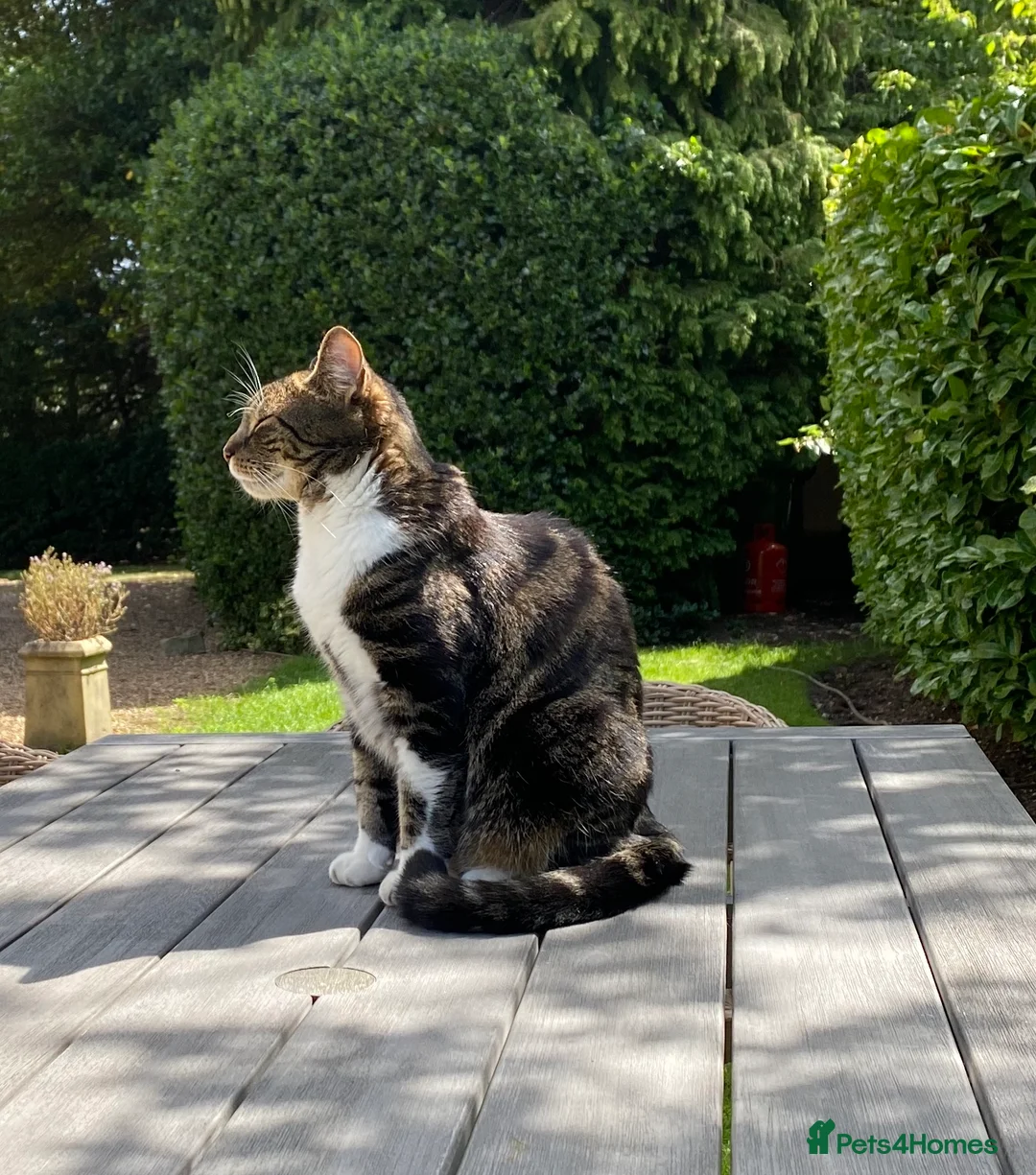 British Shorthair cats for sale: Nimbu: a cat with the heart of a dog in London - Advert 2