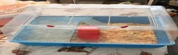 Mouse rodents for sale: Siamese Male mouse with cage appox 6months old  - Advert 7