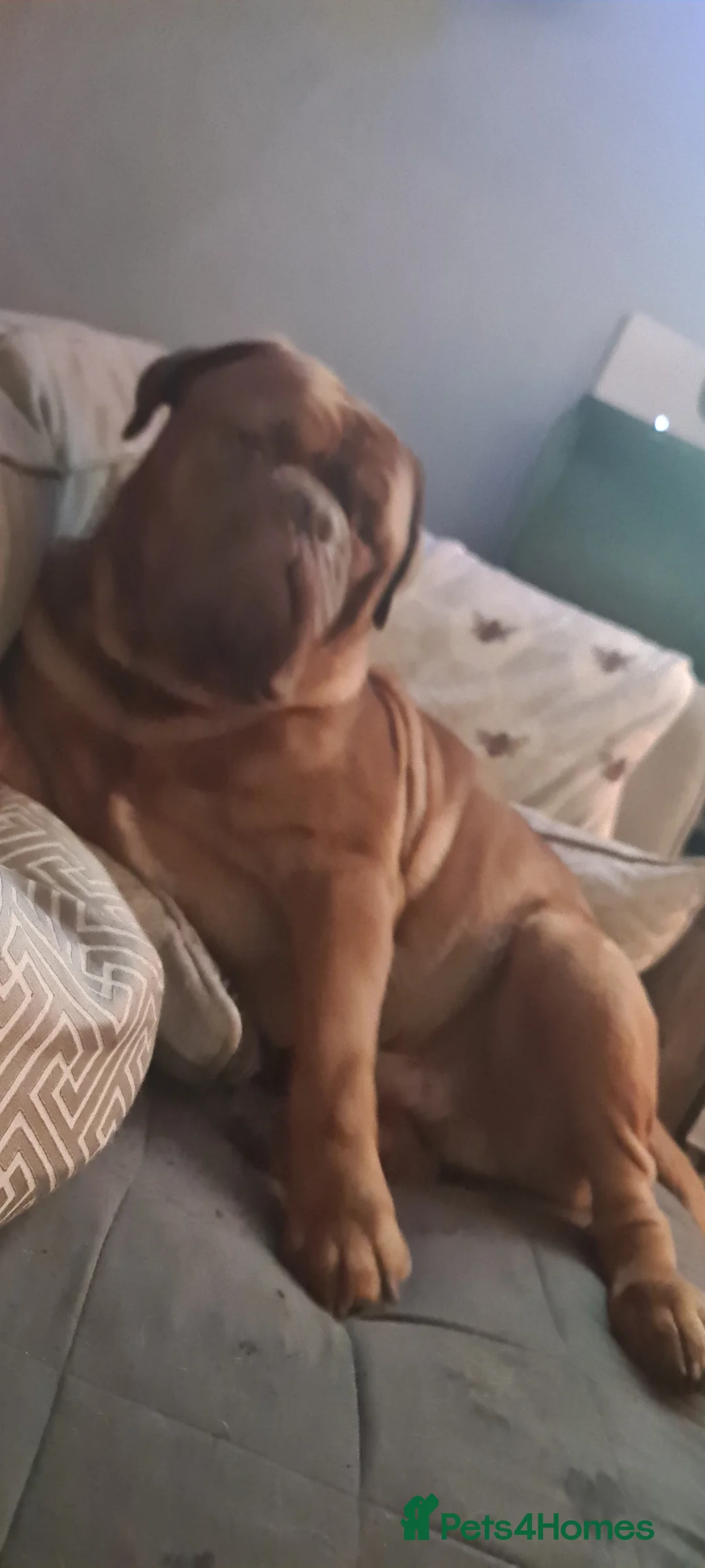 Dogue De Bordeaux dogs for sale: KC Dogue De Bordeaux puppies - Advert 10