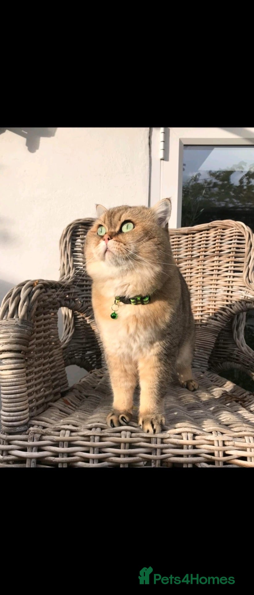 British Shorthair cats 👇£450* IN EXTRAS - TICA Golden Teddy BSH Male - Advert 3