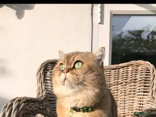 British Shorthair cats 👇£450* IN EXTRAS - TICA Golden Teddy BSH Male - Advert 3