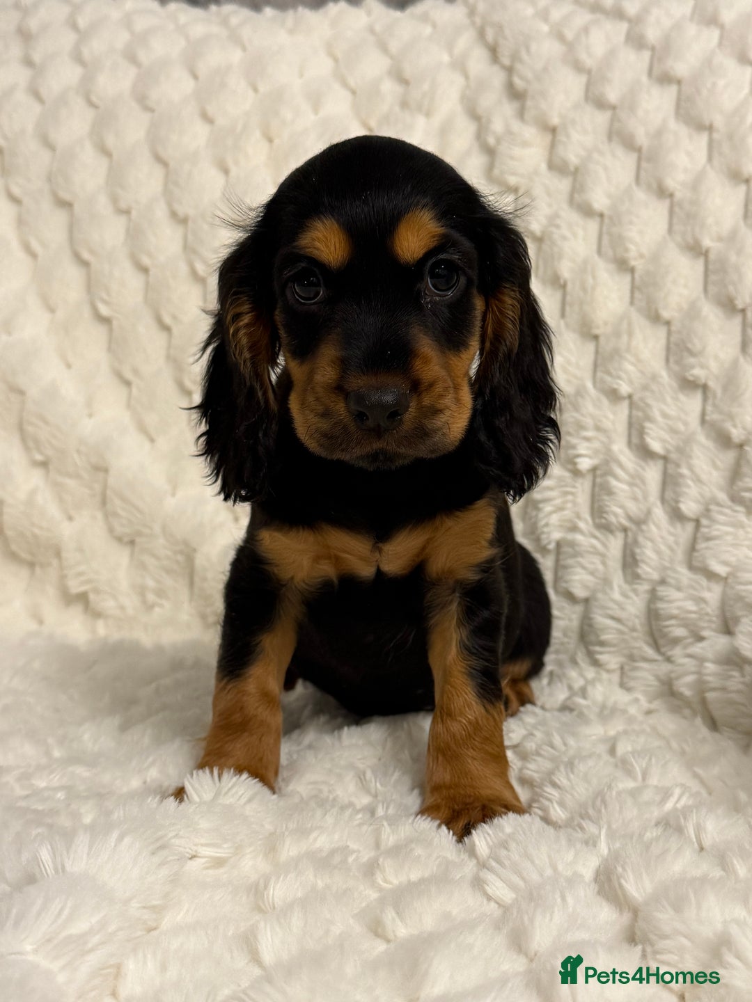 Cocker Spaniel dogs for sale: 🌟Show Cocker spaniel puppies🌟 - Advert 10