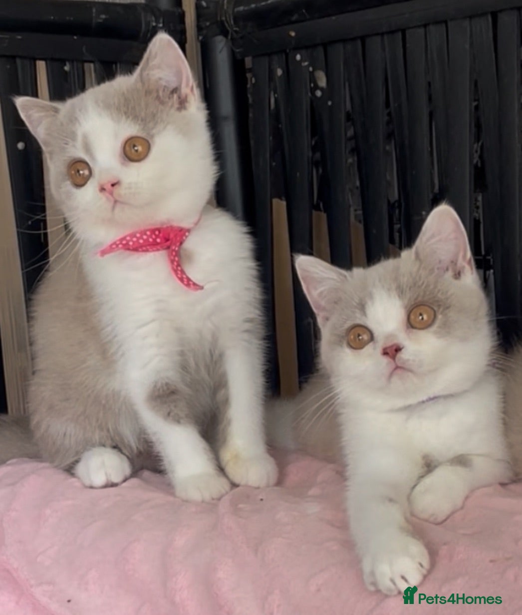 British Shorthair cats Beautiful Champion line BSH two girls  - Advert 2