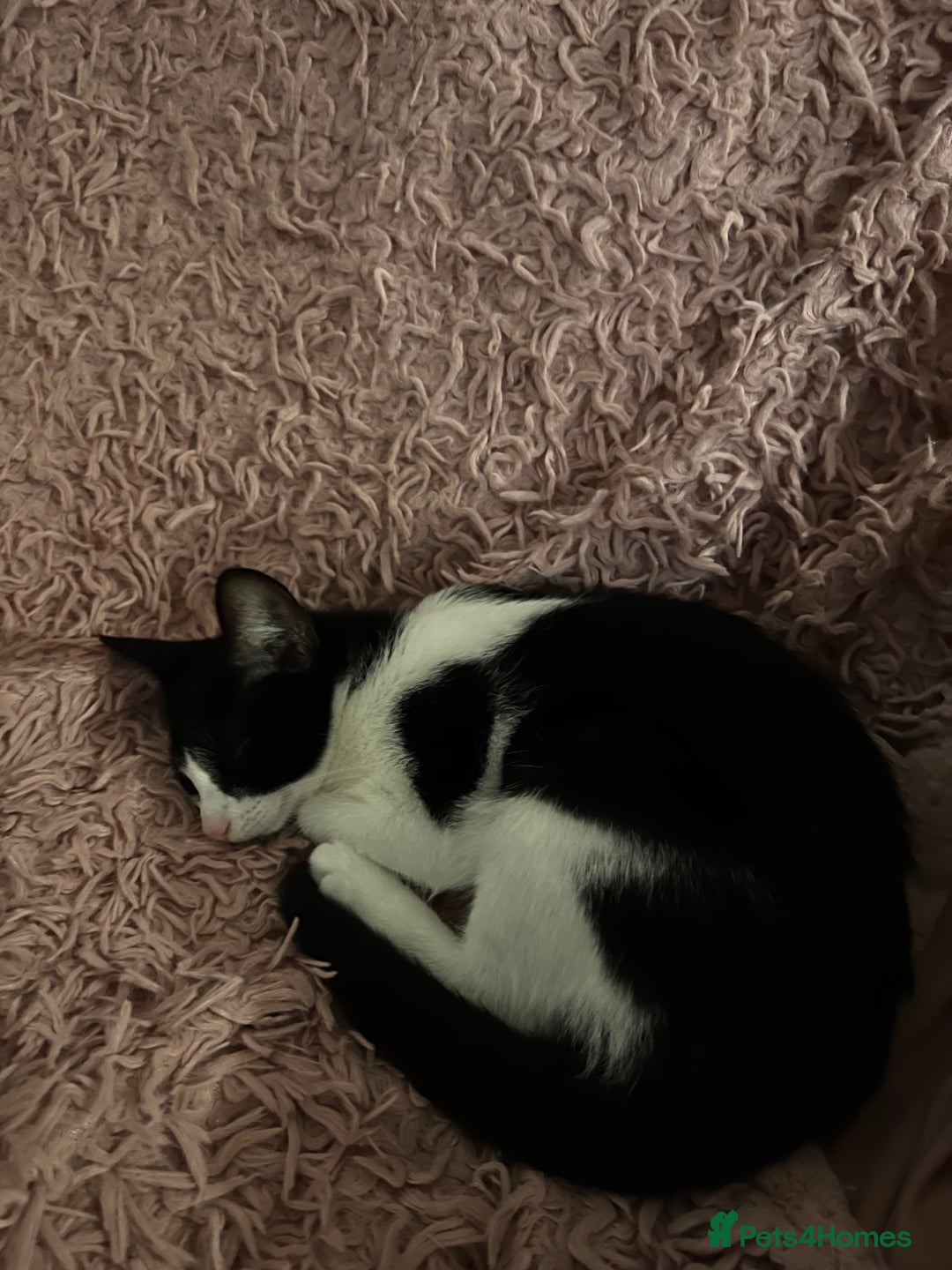 Domestic Shorthair cats for sale: Lovely kitten looking for new home  - Image 3