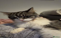 Mixed Breed cats for sale: Bonded brother cats  - Advert 1