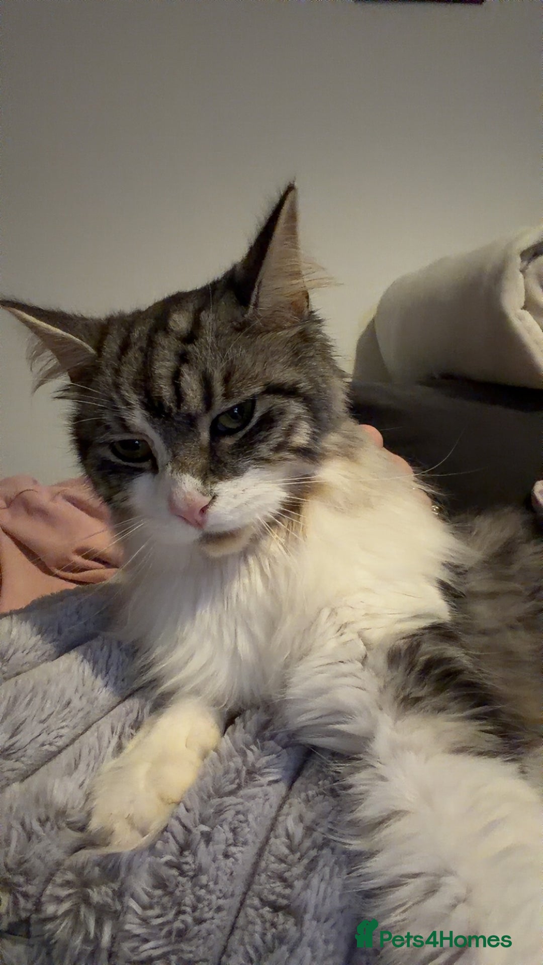 Mixed Breed cats for sale: Bonded brother cats  - Advert 1