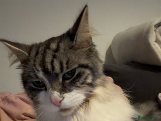 Mixed Breed cats Bonded brother cats - Advert 2