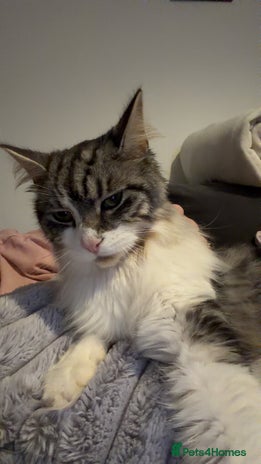 Mixed Breed cats Bonded brother cats - Advert 1