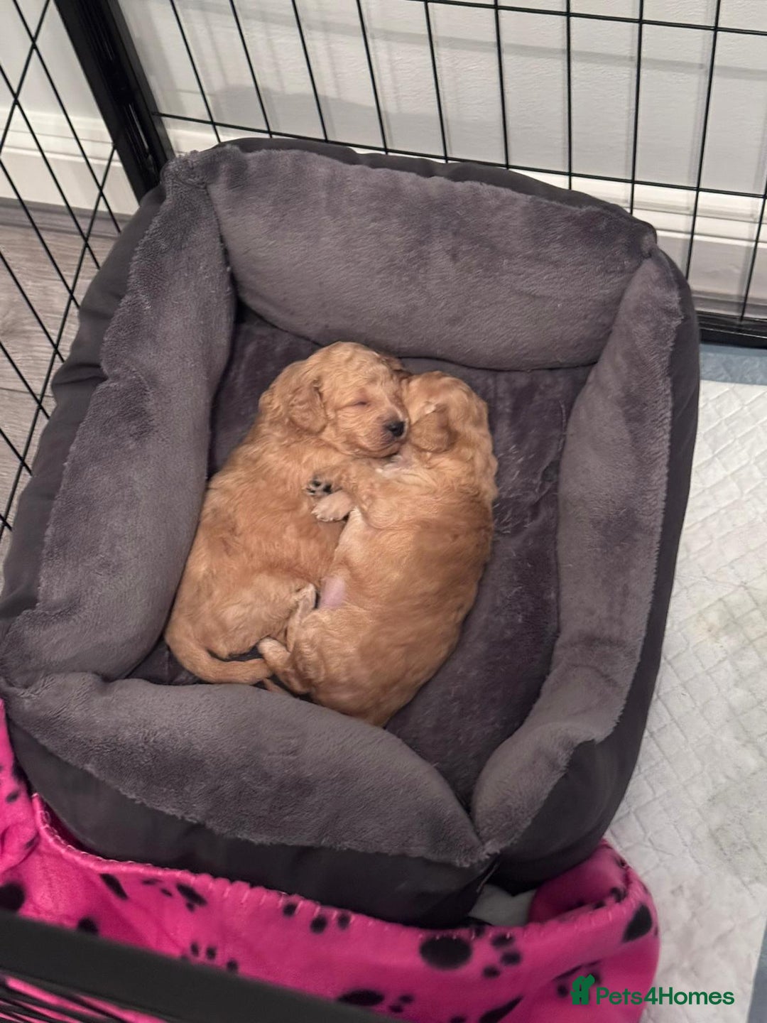 Toy Poodle dogs for sale: Beautiful Toy Poodle Puppy - Advert 5