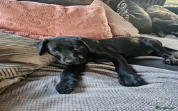 Labrador Retriever dogs for sale: KC Reg Labrador Puppies  - Image 1