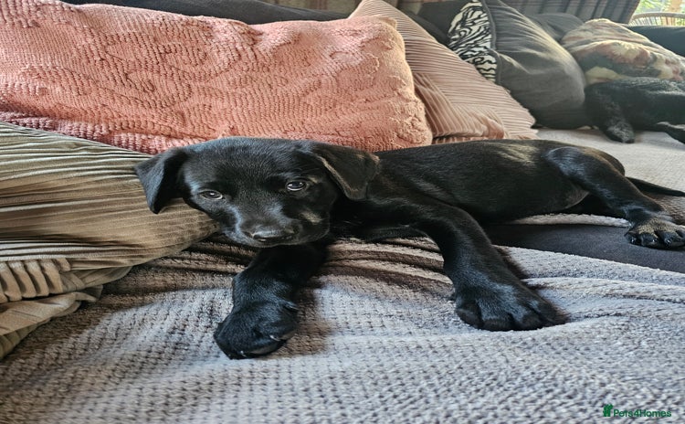 Labrador Retriever dogs - Advert 4