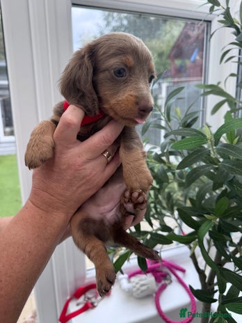 Miniature Dachshund dogs - Advert 4