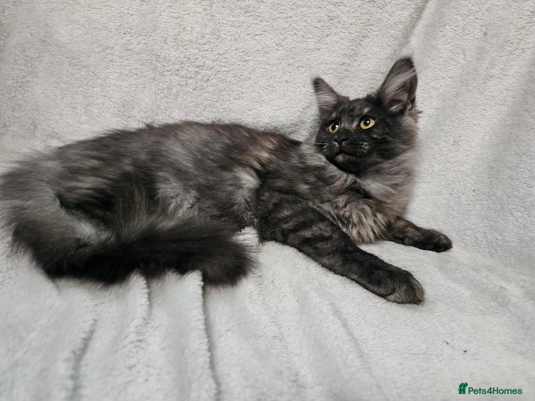 Maine Coon cats for sale: Black Smoke Kittens - Advert 11