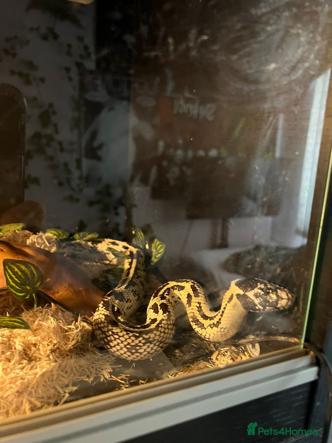 King Snake reptiles for sale: Female king snake with vivarium  - Image 4