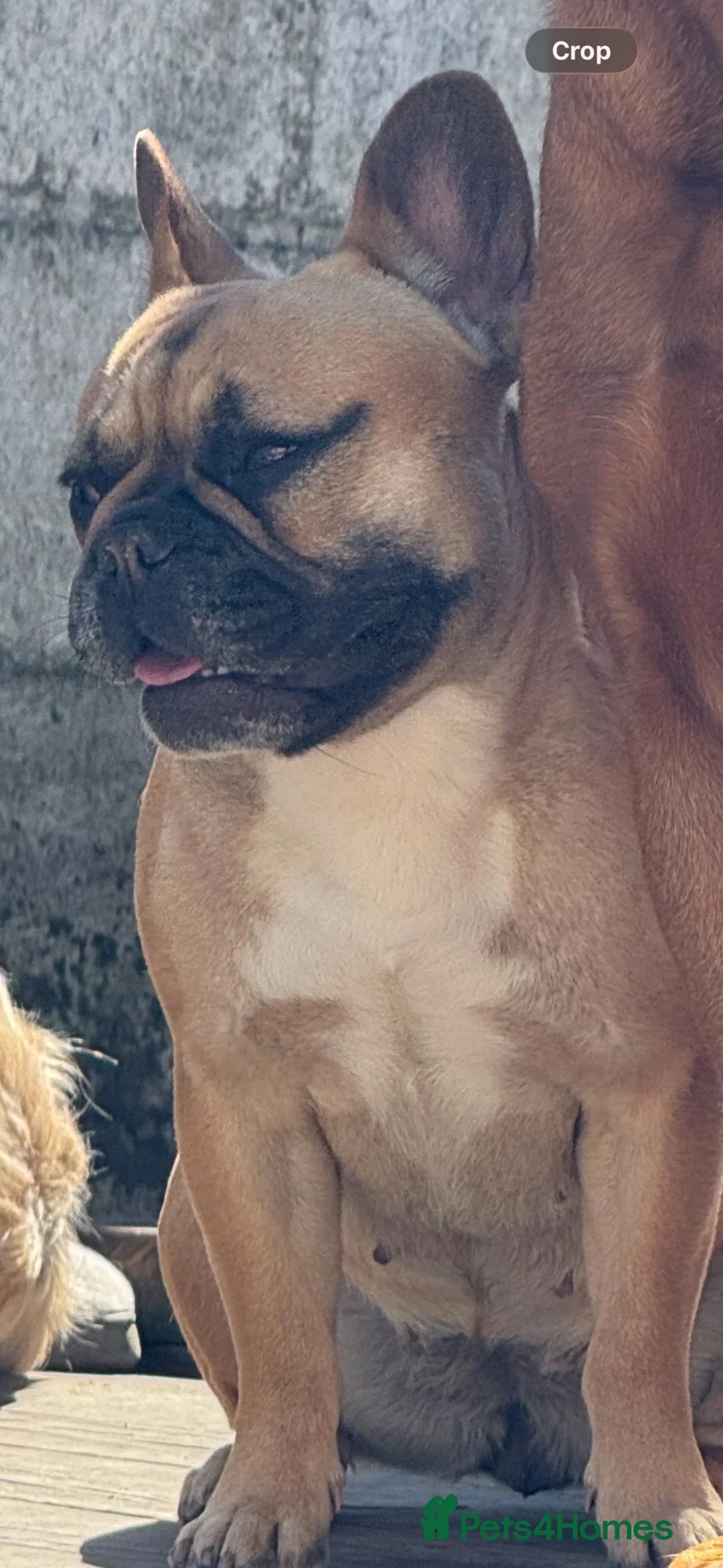 French Bulldog dogs for sale: Female FrenchBulldog Looking for a 🏡 ❤️ - Advert 5