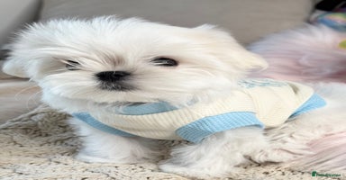 Maltese dogs 🌟Ready Now 🌟Tiny Full Korean Maltese  🌟 - Advert 2