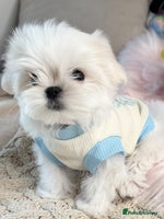 Maltese dogs 🌟Ready Now 🌟Tiny Full Korean Maltese 🌟 - Advert 2