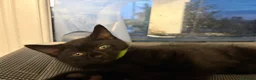 British Shorthair cats for sale: 7 fluffy kittens  - Advert 8