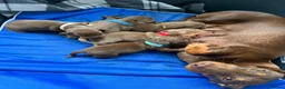 Dachshund dogs for sale: Miniature Dashund puppies - Advert 3