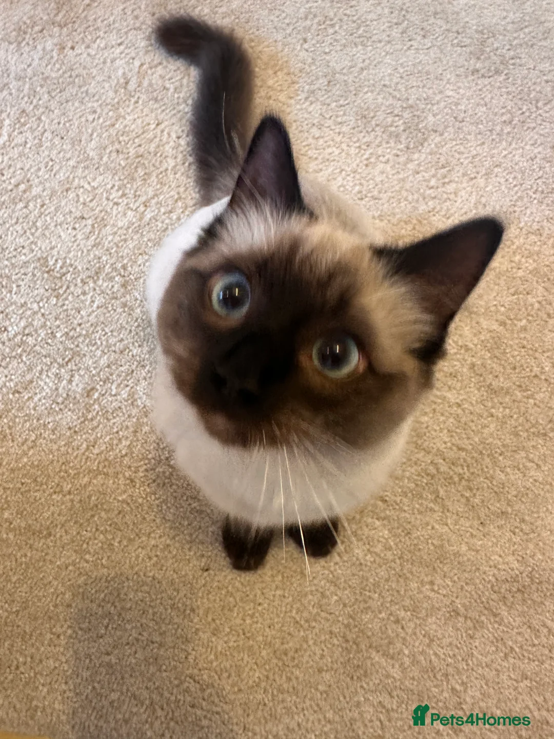 Ragdoll cats for sale: Ragdoll male.  in Sheffield - Advert 2