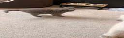 Ragdoll cats for sale: British short hair x Ragdoll kittens  - Advert 2