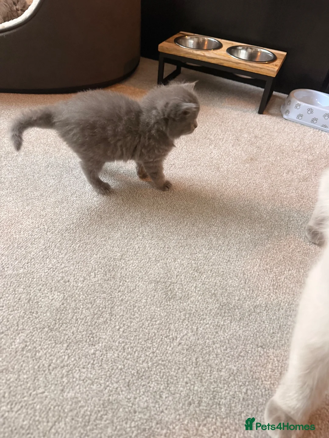 Ragdoll cats for sale: British short hair x Ragdoll kittens  - Advert 2