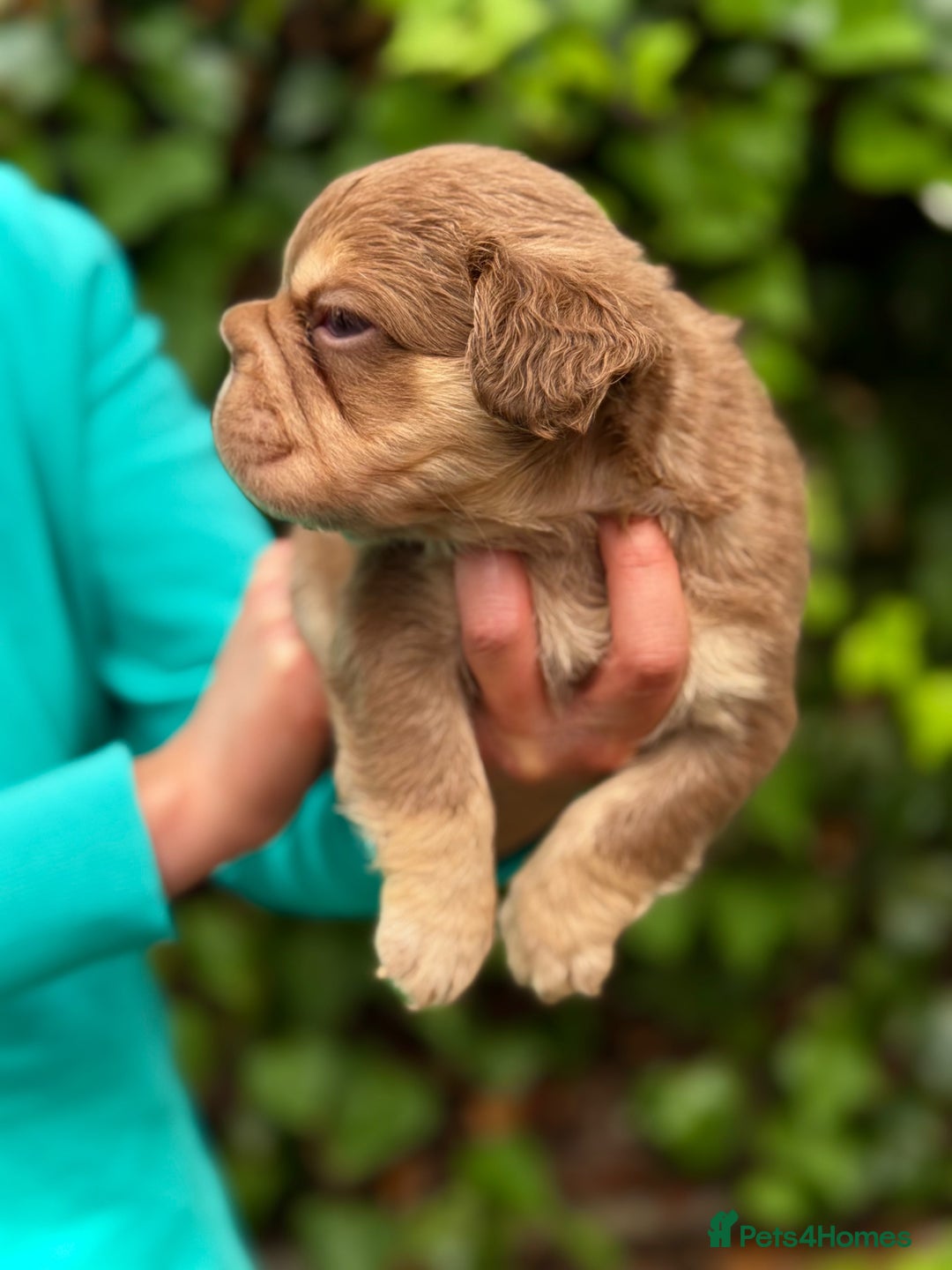 French Bulldog dogs for sale: Visual Fluffy 🧶 New Shade Frenchies 💎  - Image 18