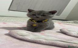 British Shorthair cats for sale: Britishshorthair kittens  - Advert 2