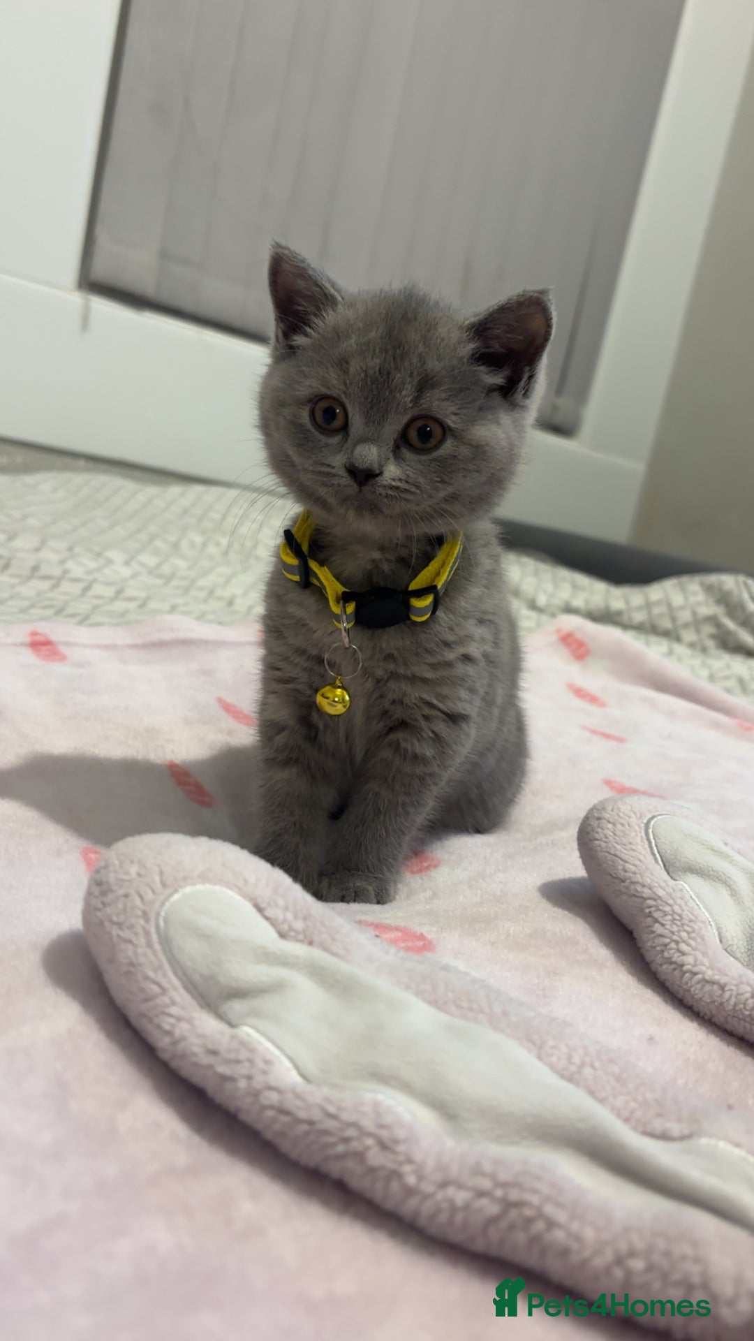 British Shorthair cats for sale: Britishshorthair kittens  - Advert 2