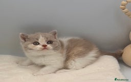 British Shorthair cats for sale: PEDIGREE REGISTERED CHUNKY BRITISH SHORTHAIRS  - Image 18