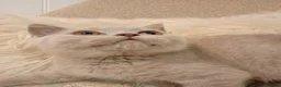 British Shorthair cats for sale: 2x Gccf female British short hair ready to leave  - Advert 10