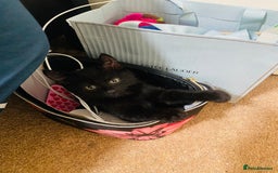 Mixed Breed cats for sale: Adorable 7 Month Old Leo for Sale 🖤 - Image 1