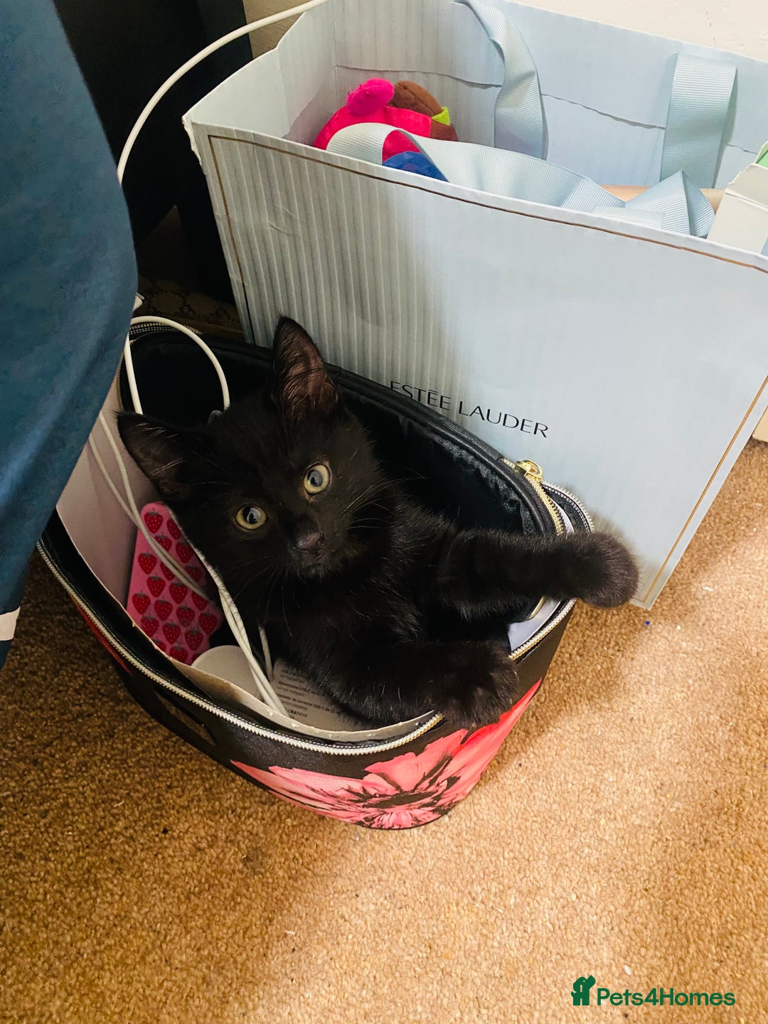 Mixed Breed cats for sale: Adorable 7 Month Old Leo for Sale 🖤 - Image 1