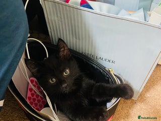 Mixed Breed cats - Advert 3