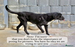 Mixed Breed dogs for adoption:  Nero, 3-4 yrs old. Available for adoption. - Image 3