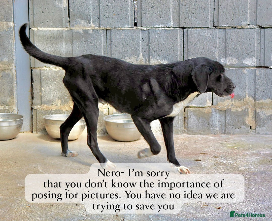 Mixed Breed dogs for adoption:  Nero, 3-4 yrs old. Available for adoption. - Image 3