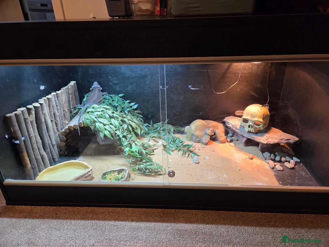 Bearded Dragon reptiles for sale: Bearded dragon and viv - Advert 2