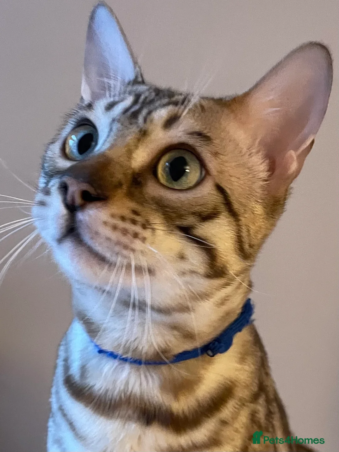 Bengal cats for sale: Outstanding pedigree Bengals - Advert 37