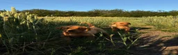 Labrador Retriever dogs for sale: Red Labrador Retriever puppies  - Advert 8