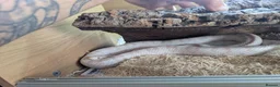 Corn Snake reptiles for sale: cornsnake  in Peterborough - Advert 1