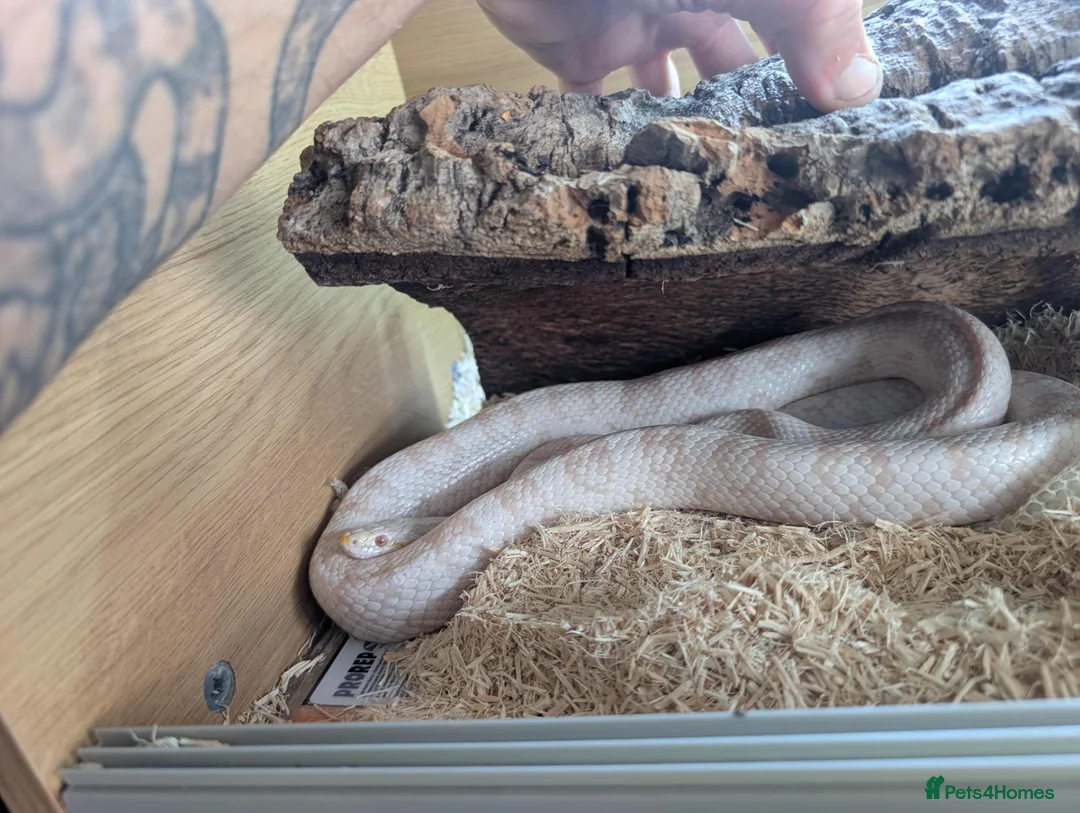 Corn Snake reptiles for sale: cornsnake  in Peterborough - Advert 1