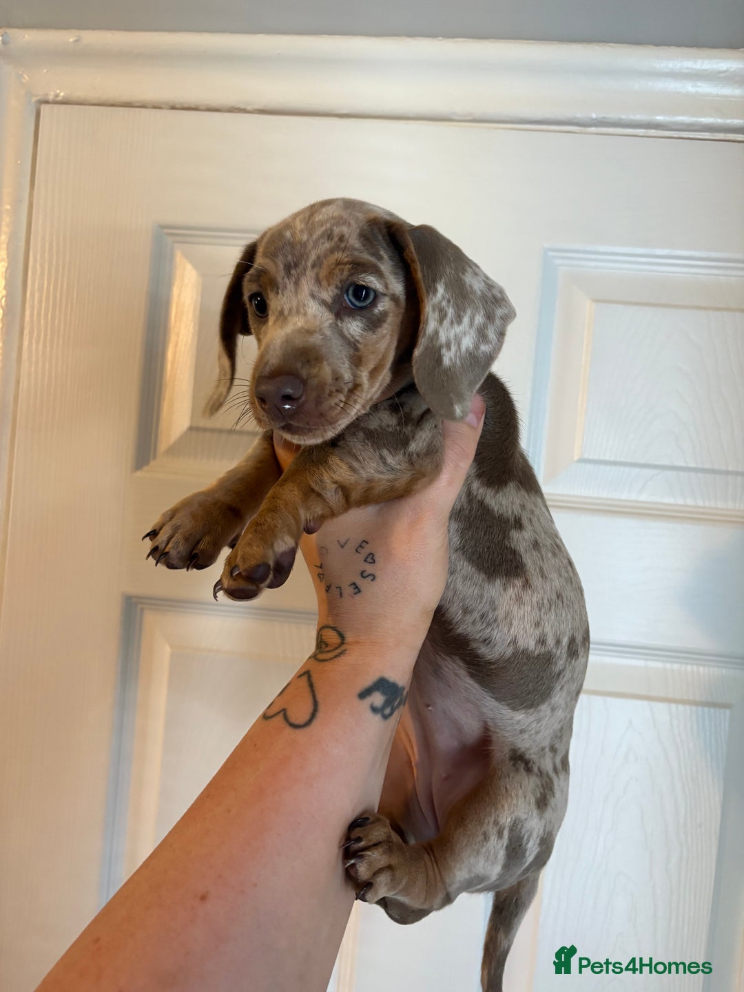 Miniature Dachshund dogs for sale: Miniature Isabella tan dapple/ blue and tan Girls - Image 8